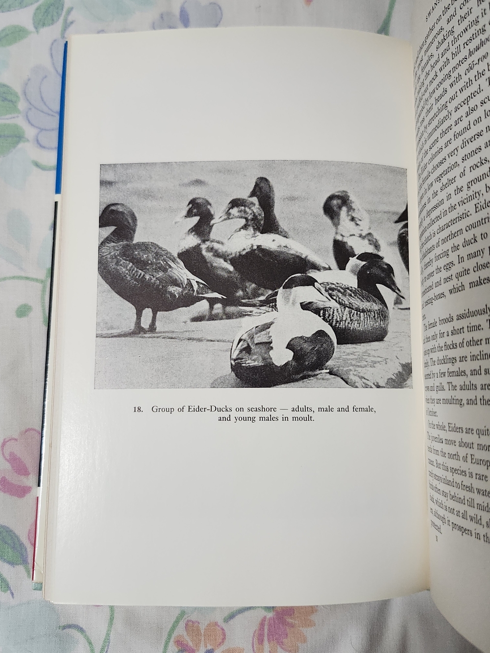 Vintage 1965 First English Edition of Water-birds with Webbed Feet" Book - Picture 5 of 6